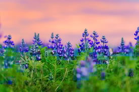 colorful-purple-lupin-flower-blooming-and-sunset-s-2025-06-29-20-12-12-utc